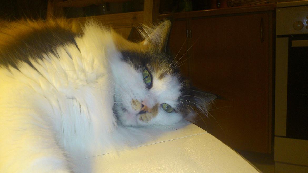 Maine Coon Hoberg´s Amelie - smukke Flora billede 11