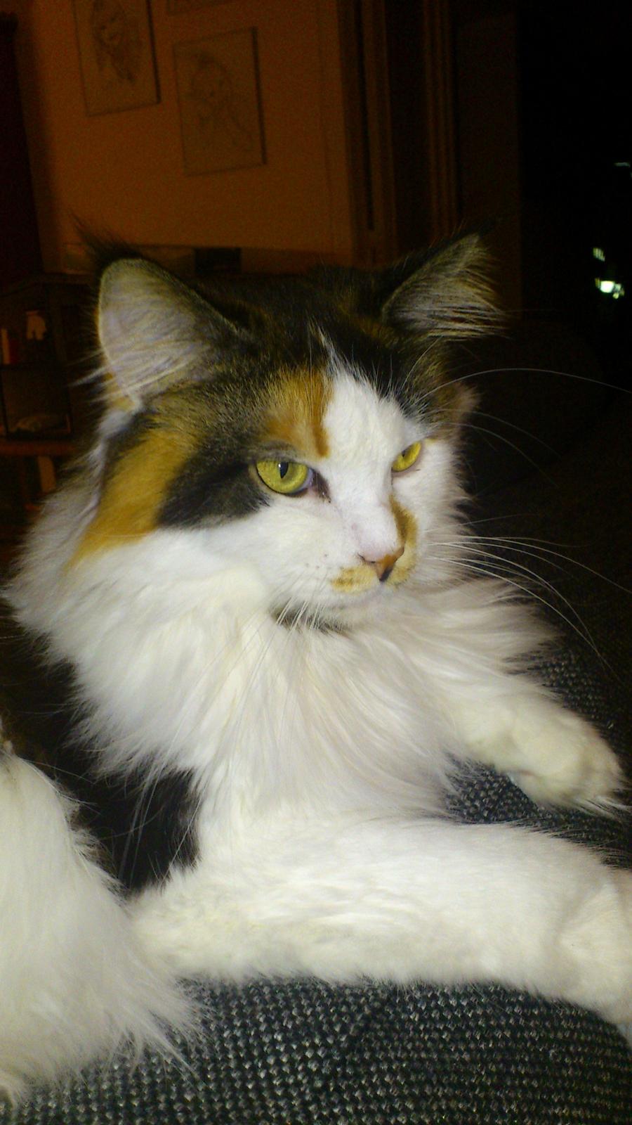 Maine Coon Hoberg´s Amelie - Dejlige Flora billede 13