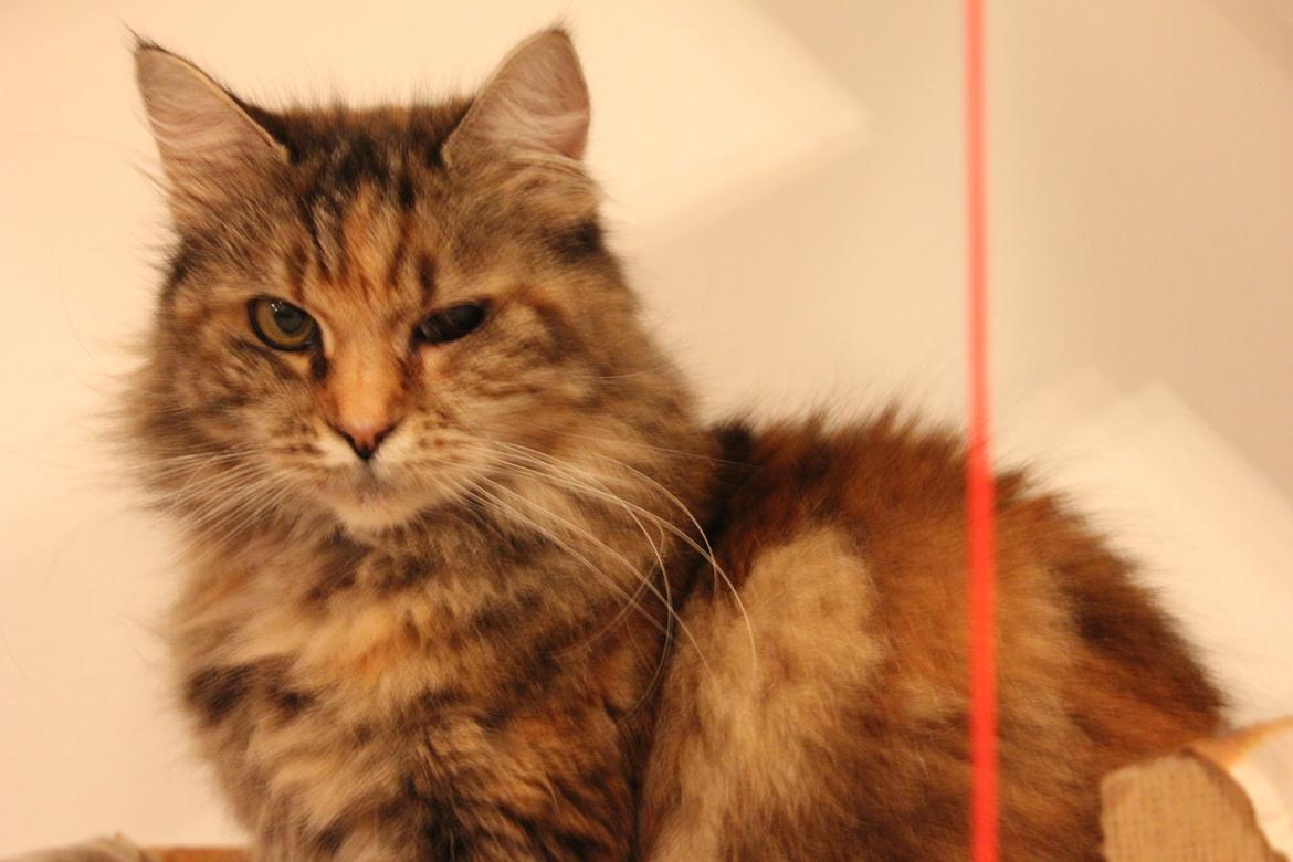 Blanding af racer R.I.P. Knirke - Knirke er klar til at få taget et portrætfotografi. billede 1