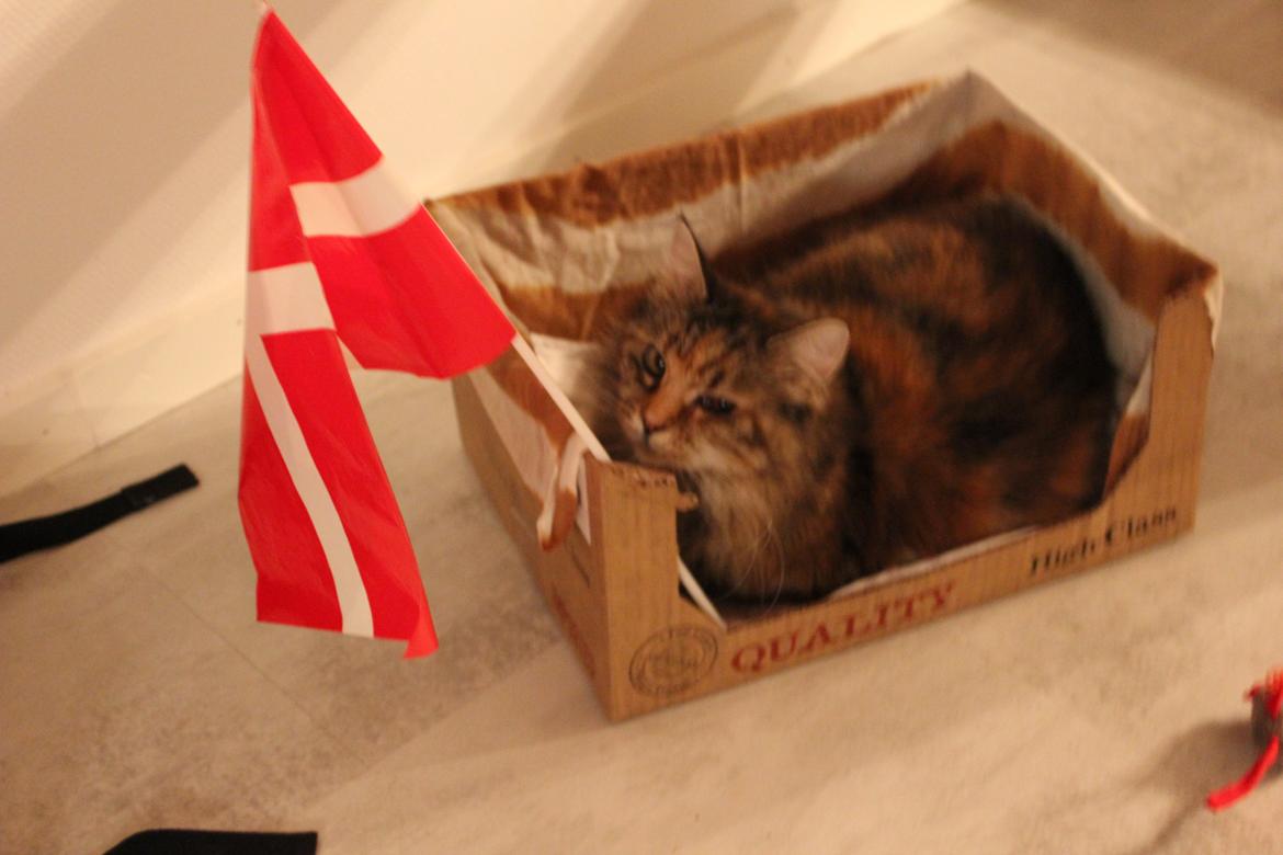 Blanding af racer R.I.P. Knirke - Yndlingspapkassen er pyntet op med flag til fødselsdag. billede 4