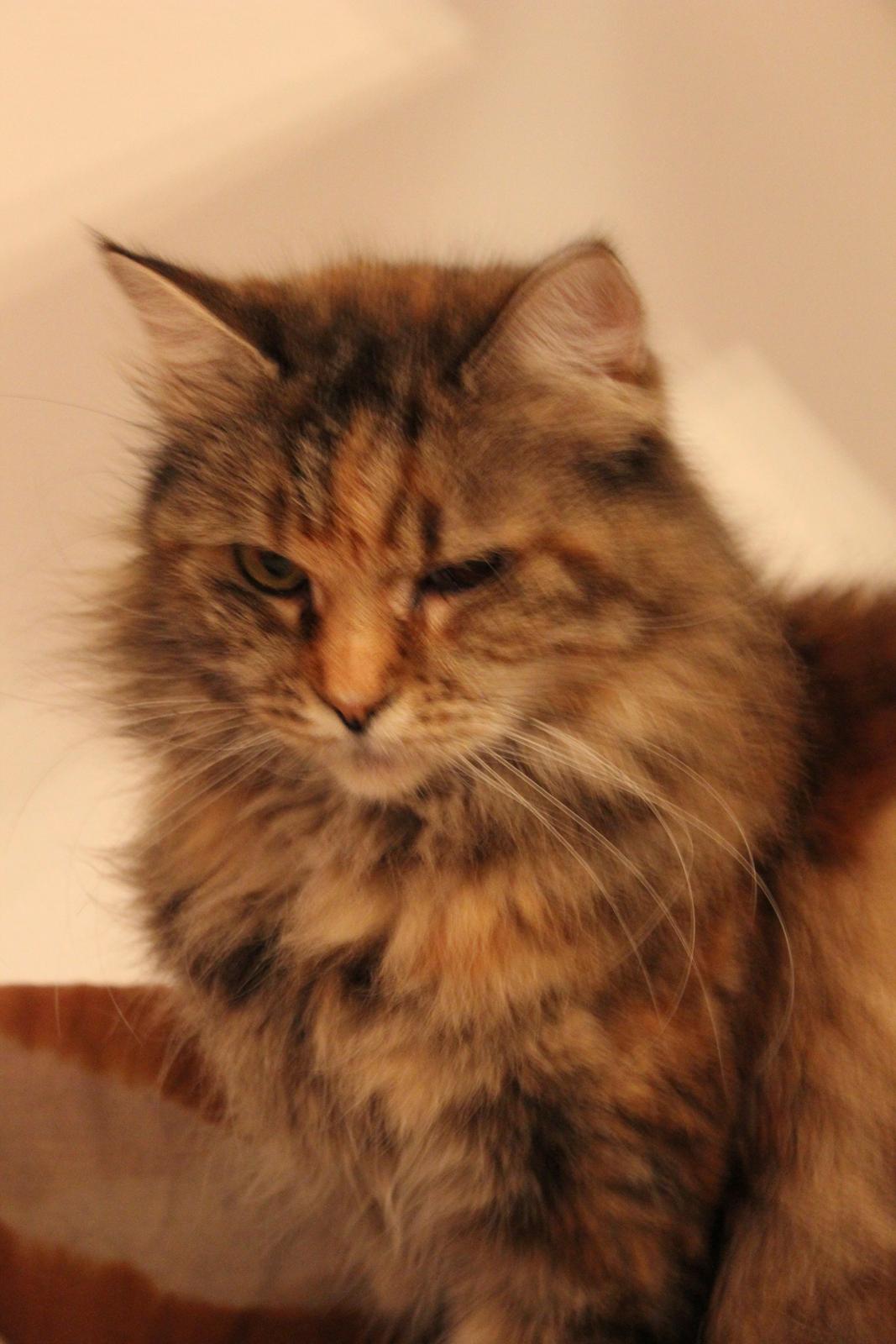 Blanding af racer R.I.P. Knirke - Odd eyed. billede 5