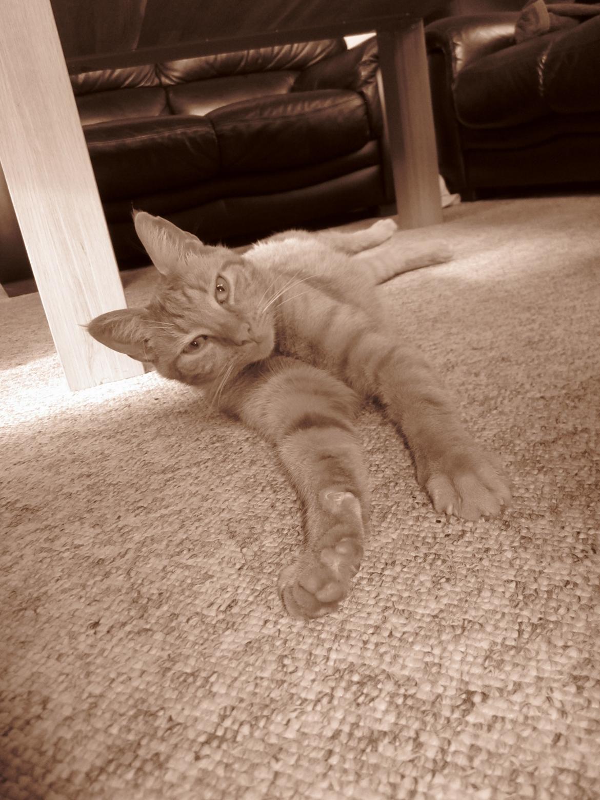 Huskat Pernod billede 1