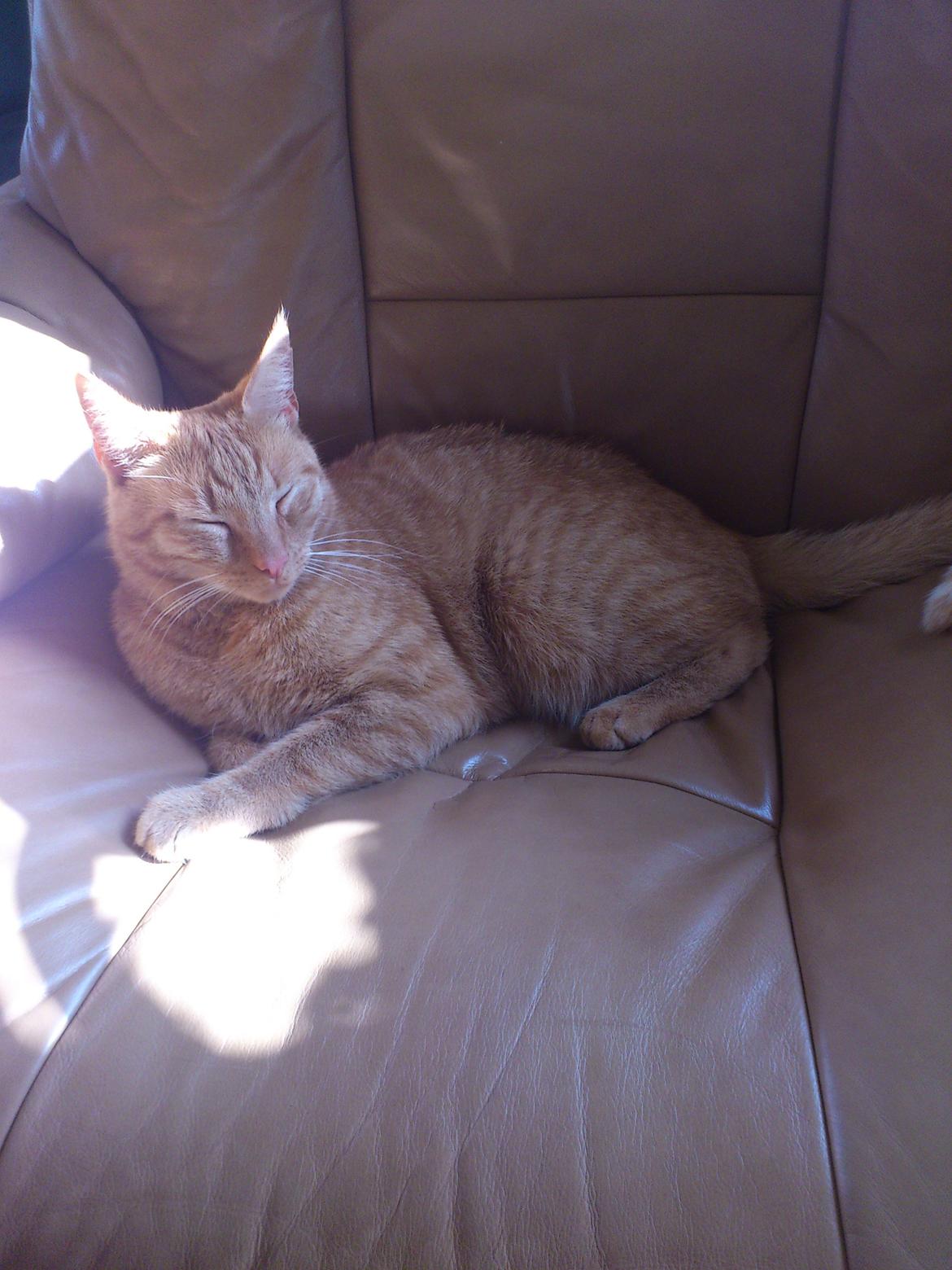 Huskat Pernod billede 2