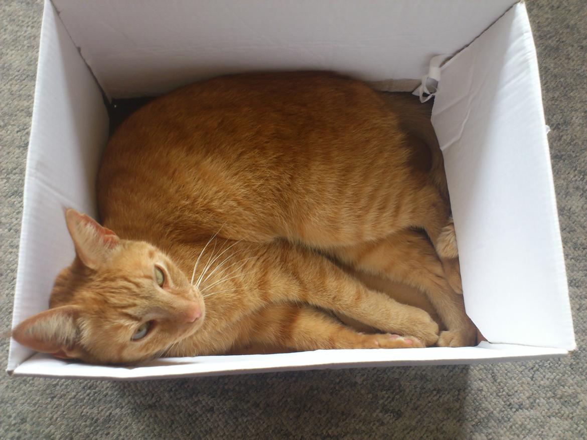 Huskat Pernod billede 3