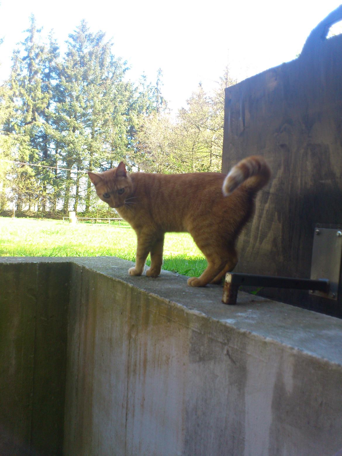 Huskat Pernod billede 4