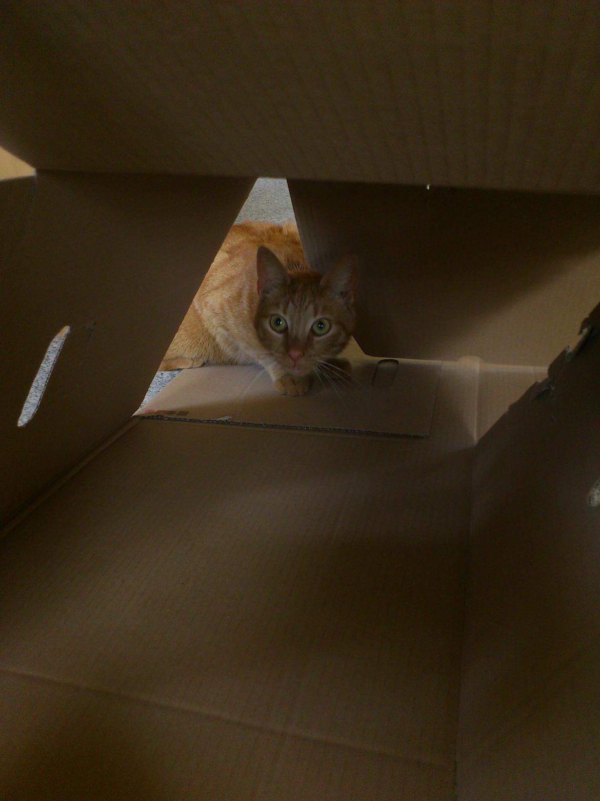 Huskat Pernod billede 5