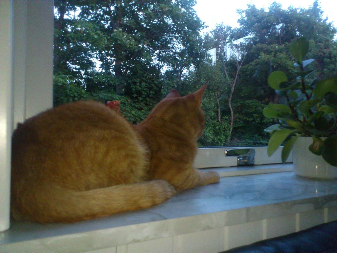 Huskat Pernod billede 6