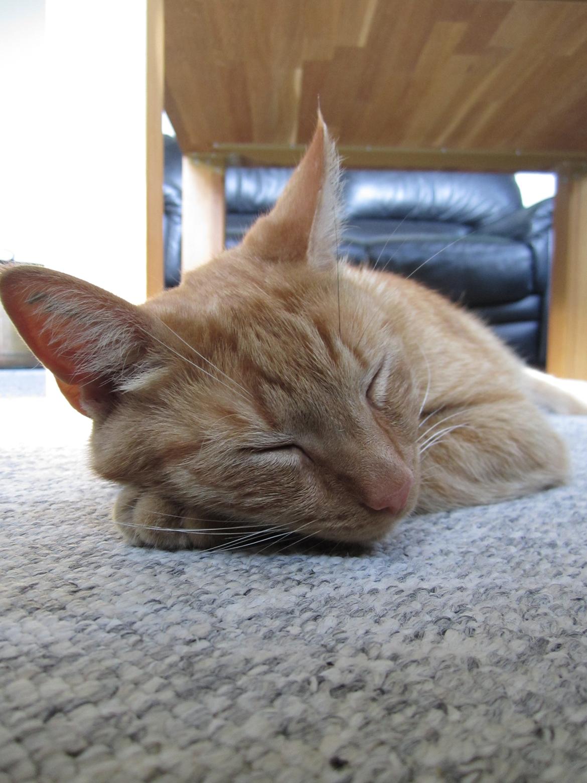 Huskat Pernod billede 7