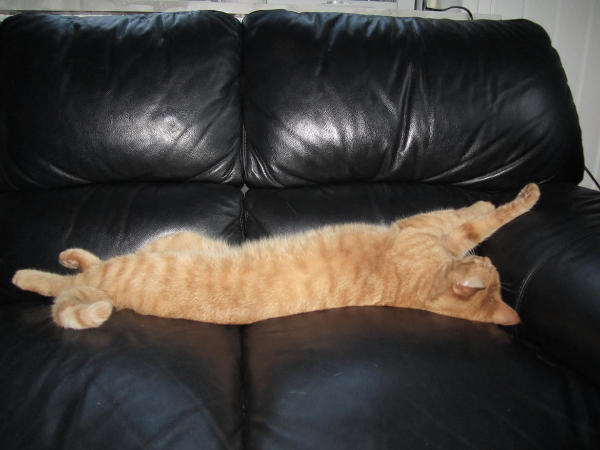 Huskat Pernod billede 8