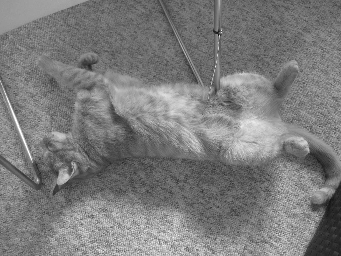 Huskat Pernod billede 9