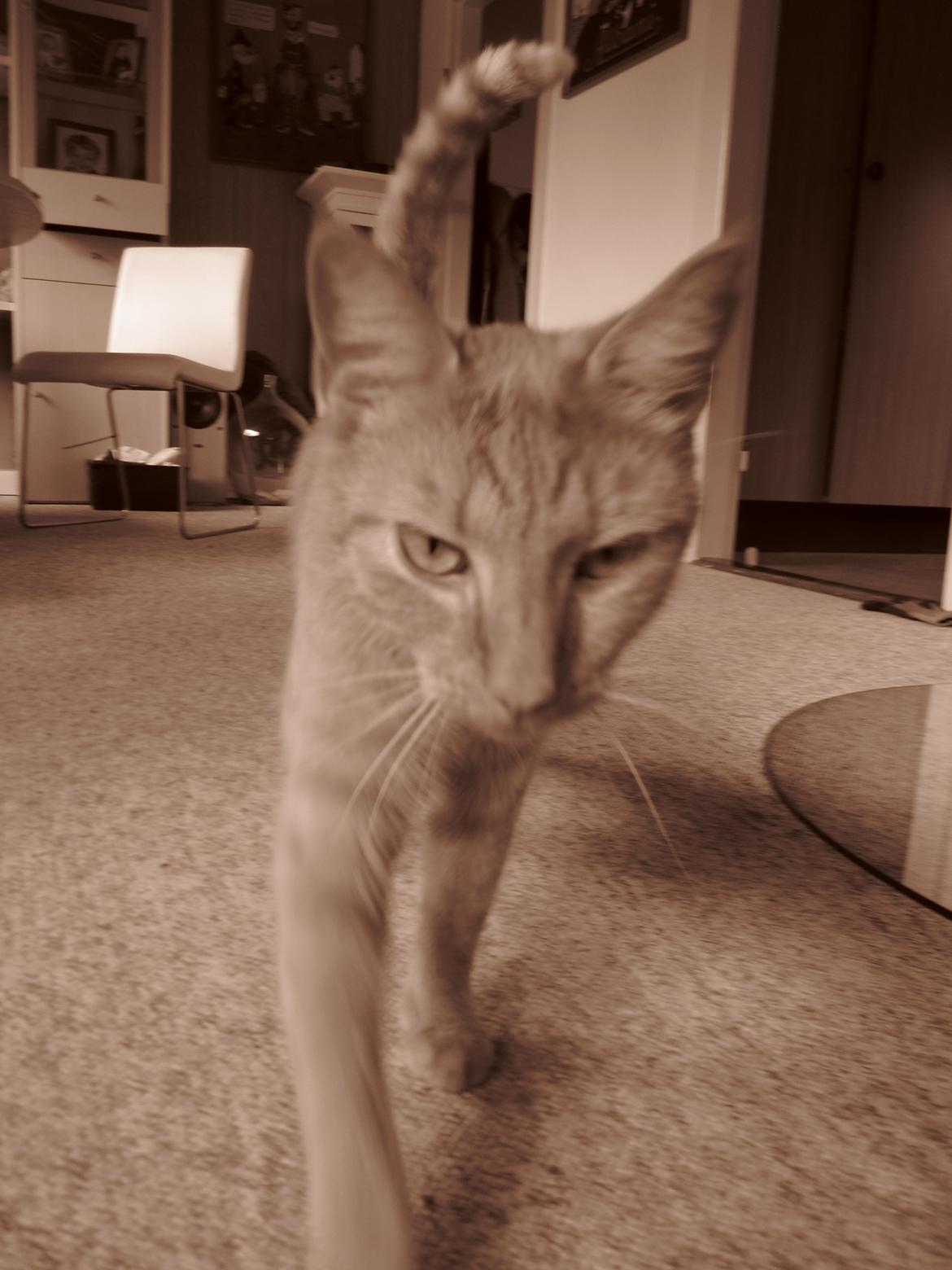 Huskat Pernod billede 10