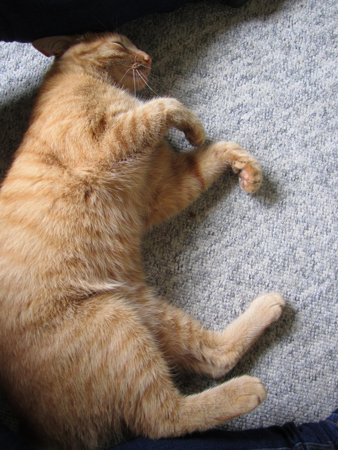 Huskat Pernod billede 11