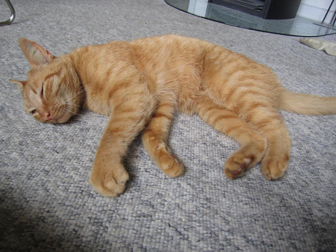 Huskat Pernod billede 12