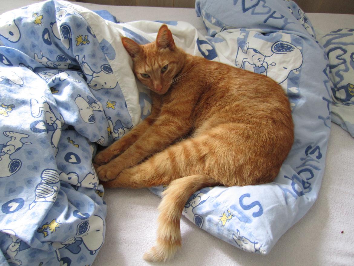 Huskat Pernod billede 13