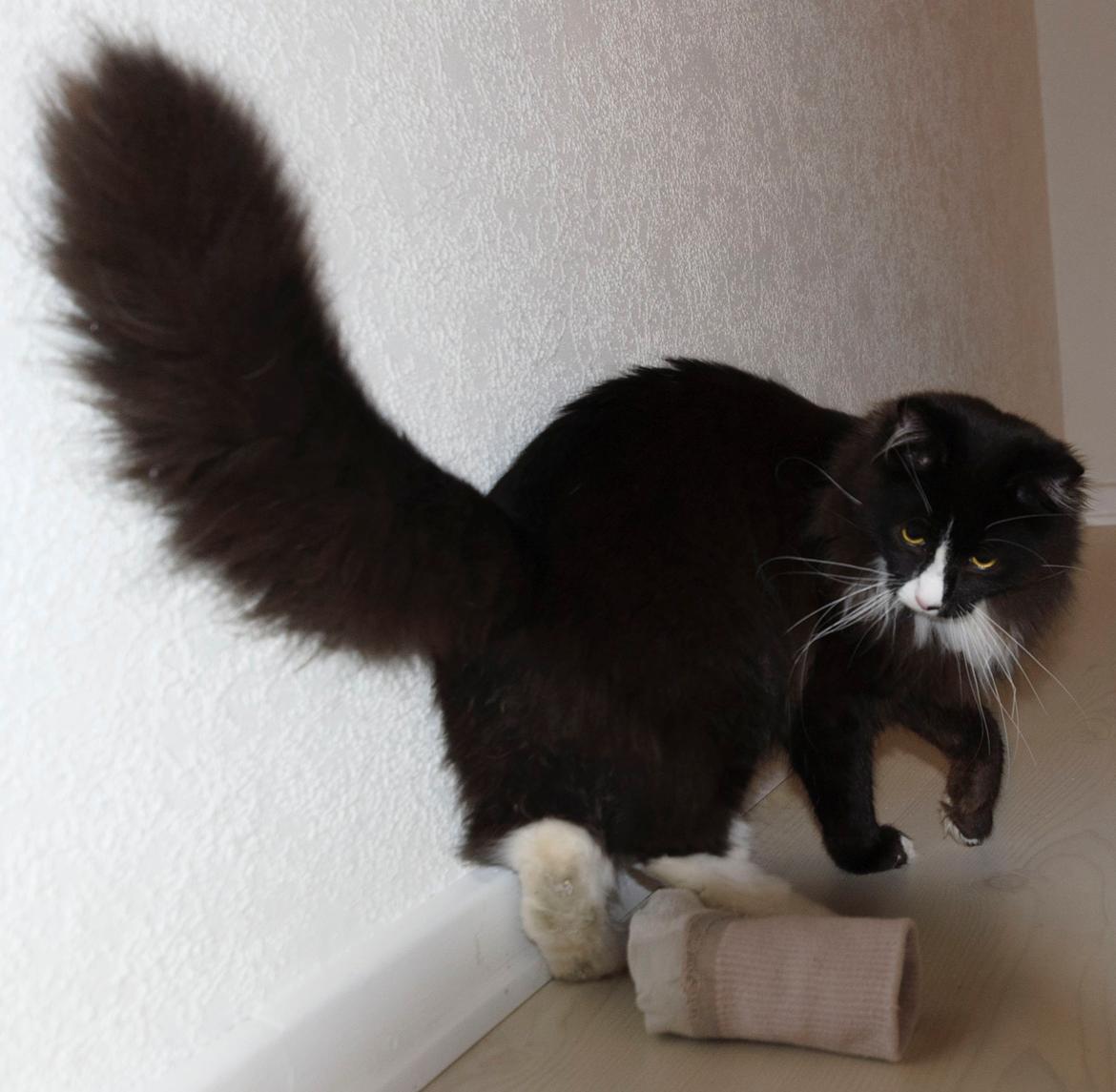 Maine Coon Misha billede 6