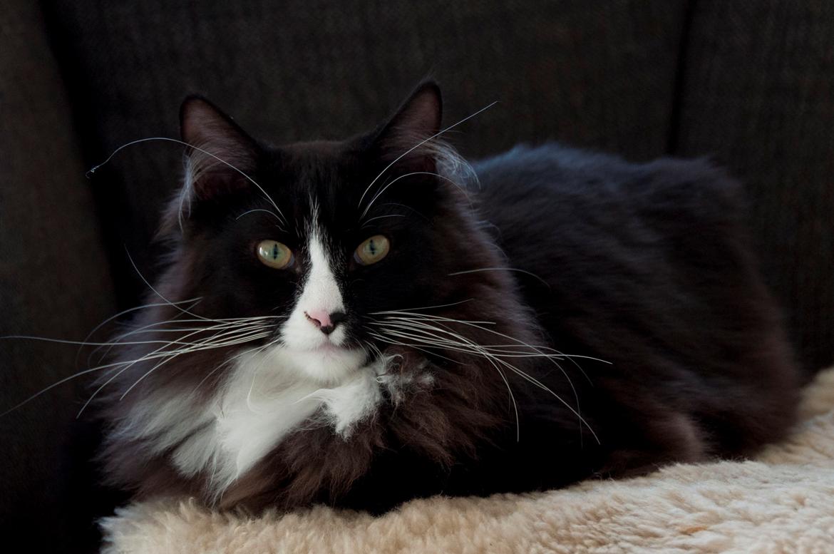 Maine Coon Misha billede 1