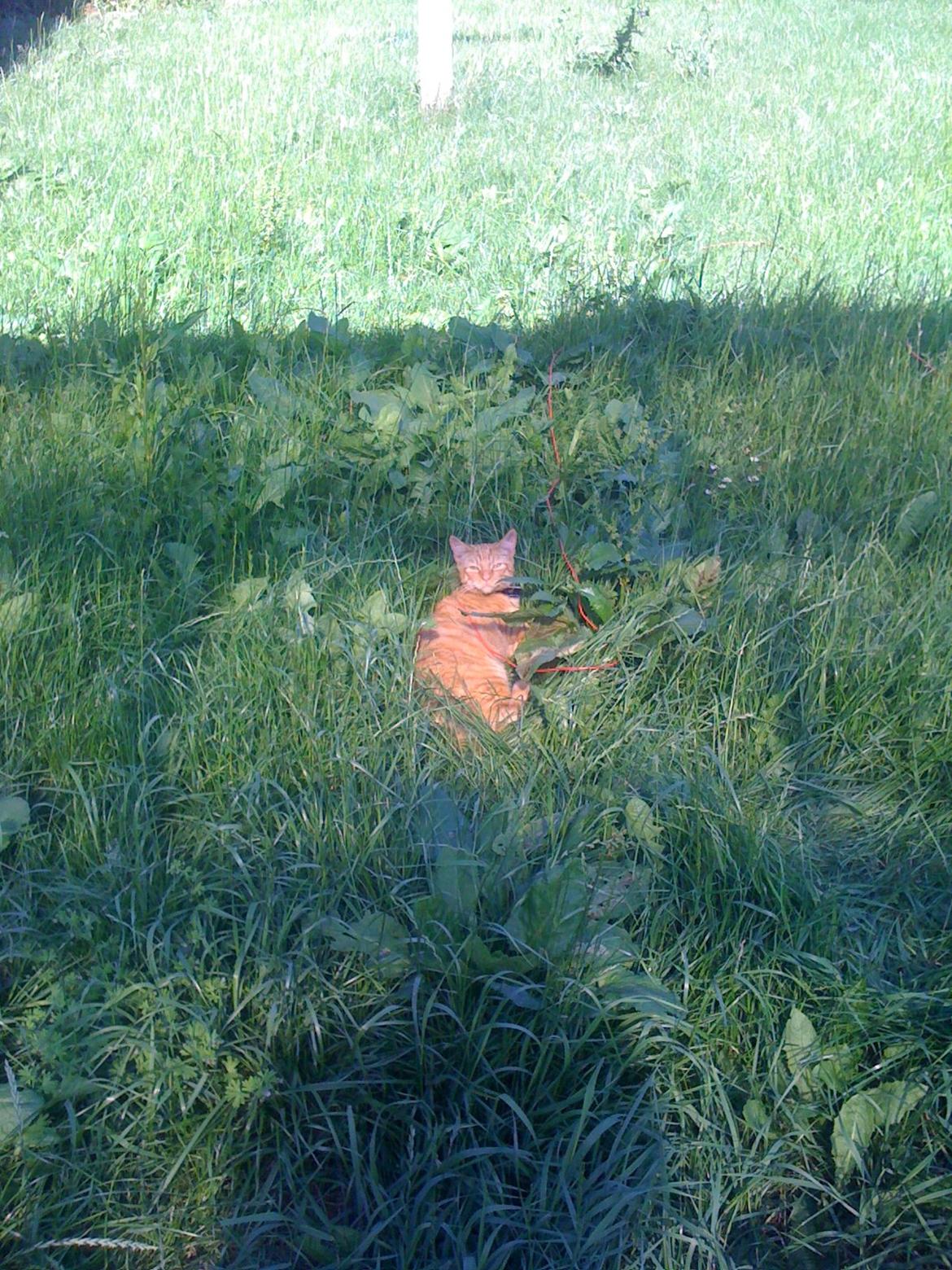 Huskat Guffe billede 2