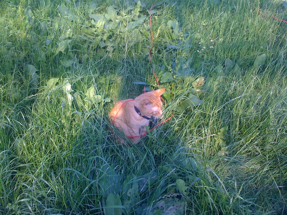 Huskat Guffe billede 3