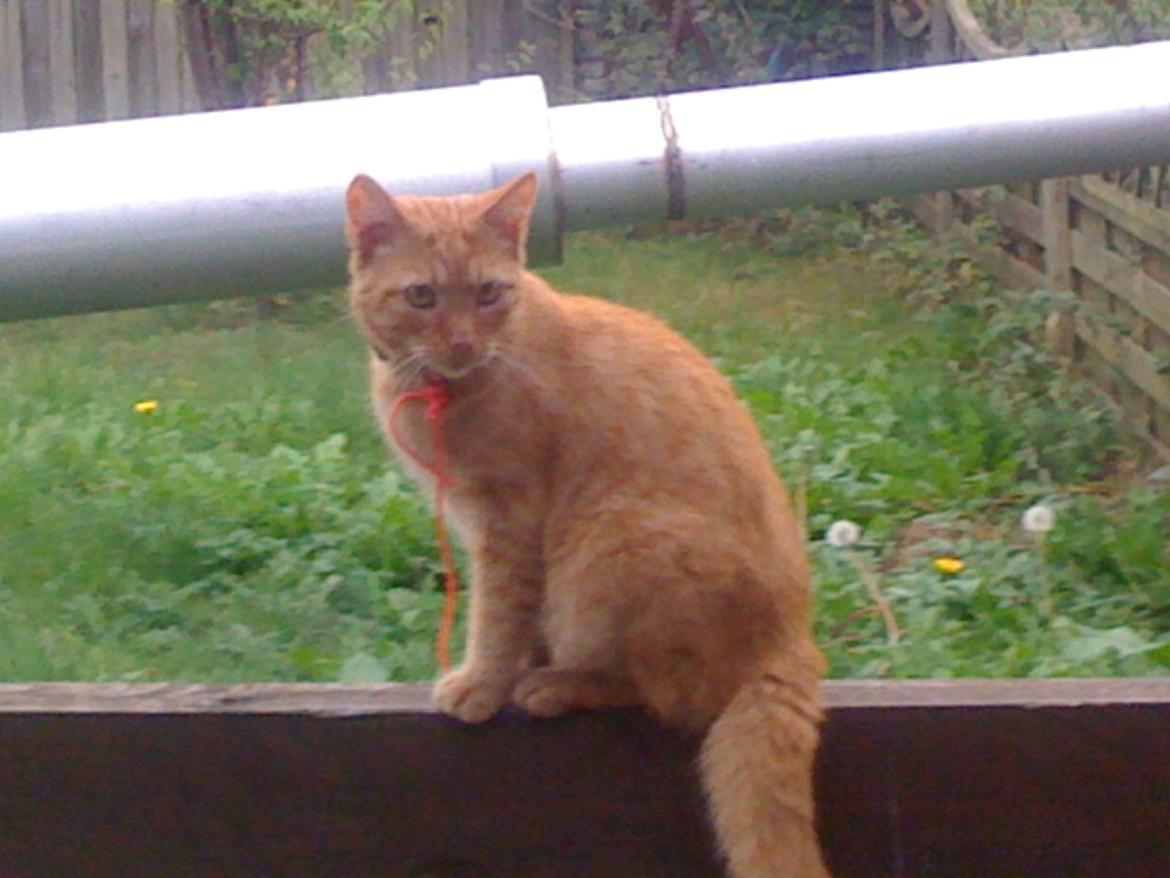 Huskat Guffe billede 4