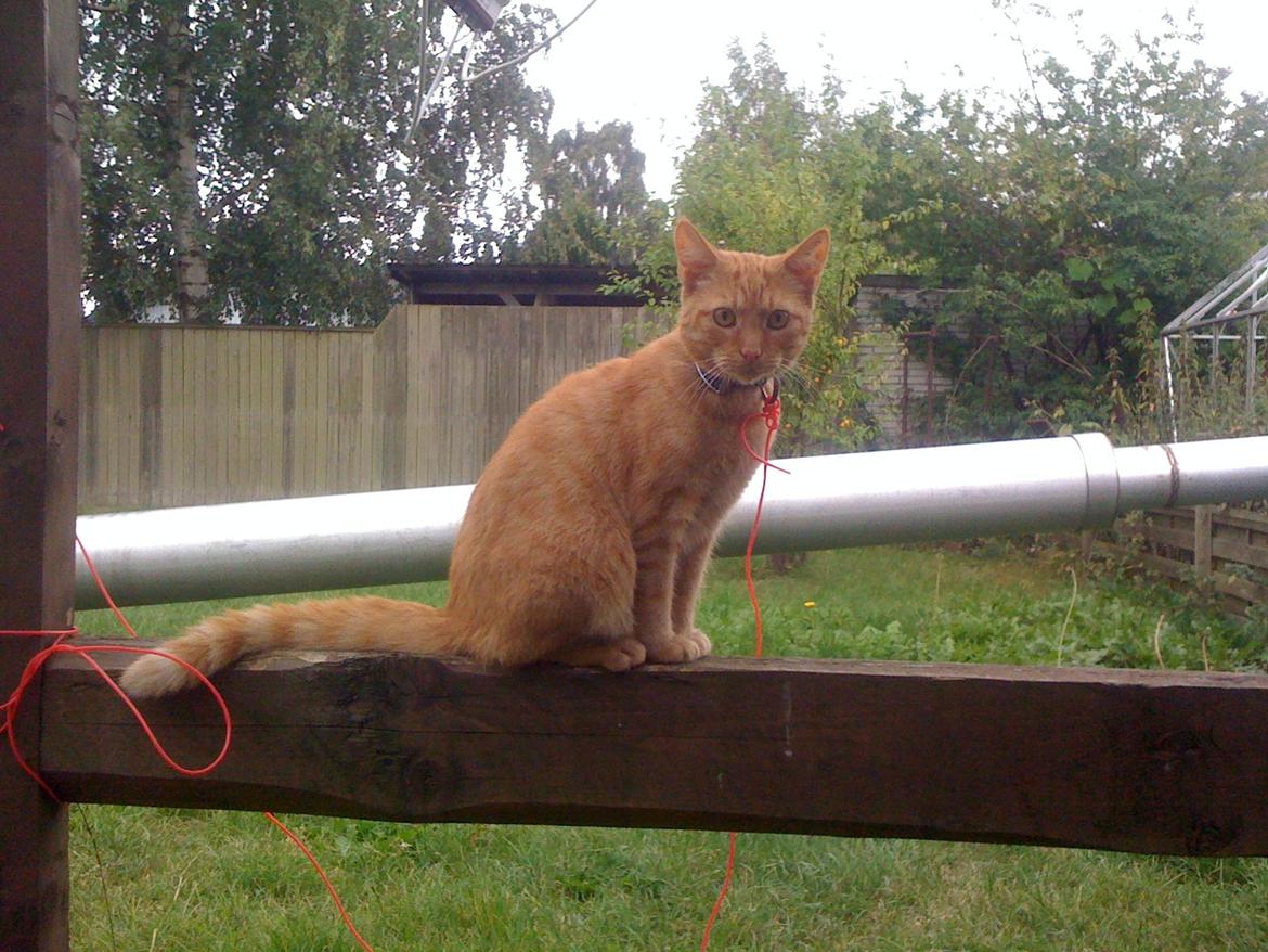 Huskat Guffe billede 5