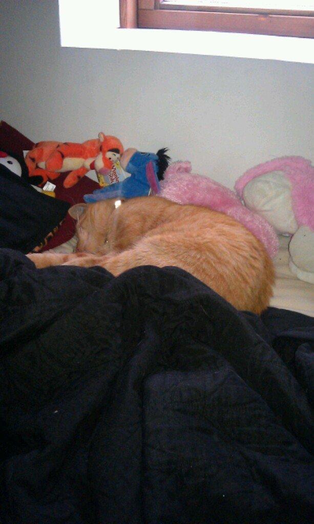 Huskat Guffe billede 7