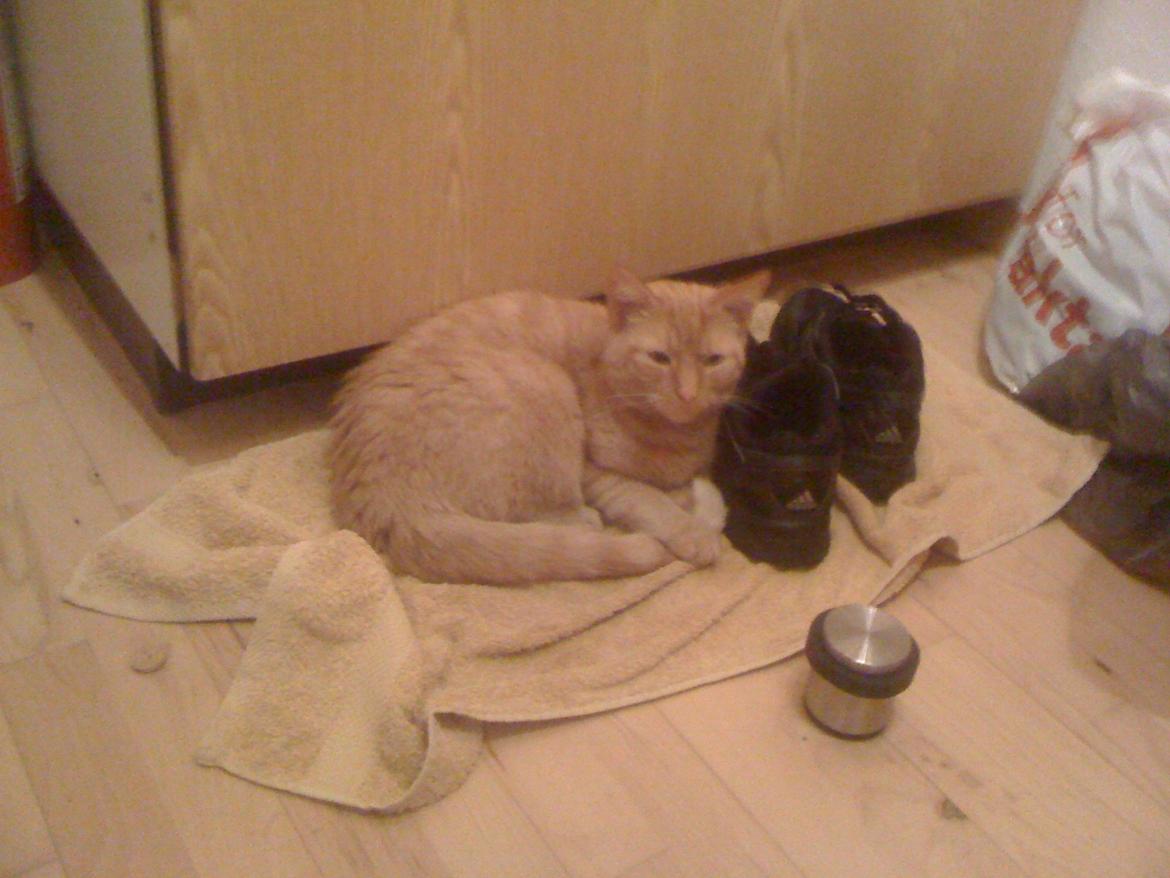 Huskat Guffe billede 9