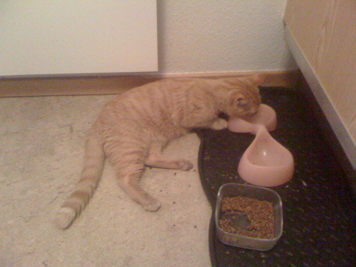 Huskat Guffe billede 10