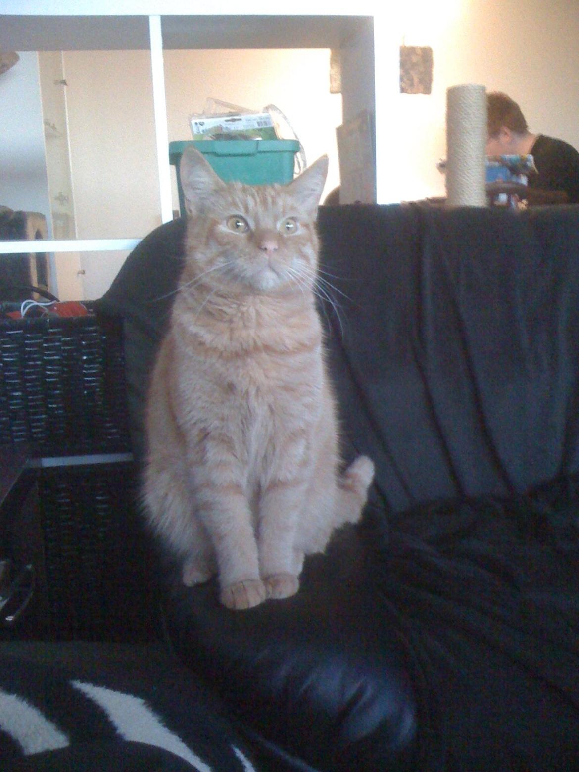 Huskat Guffe billede 11