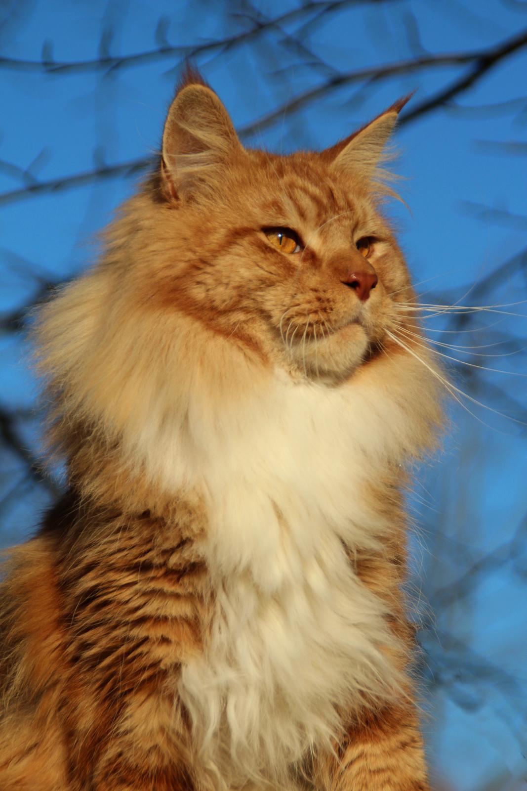 Maine Coon DK Proud Danish Preciouse One - 1½ år billede 1