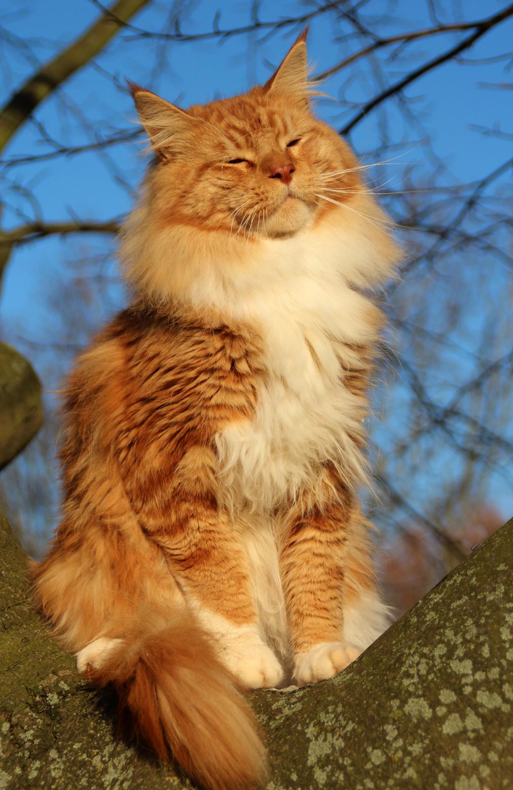 Maine Coon DK Proud Danish Preciouse One billede 19