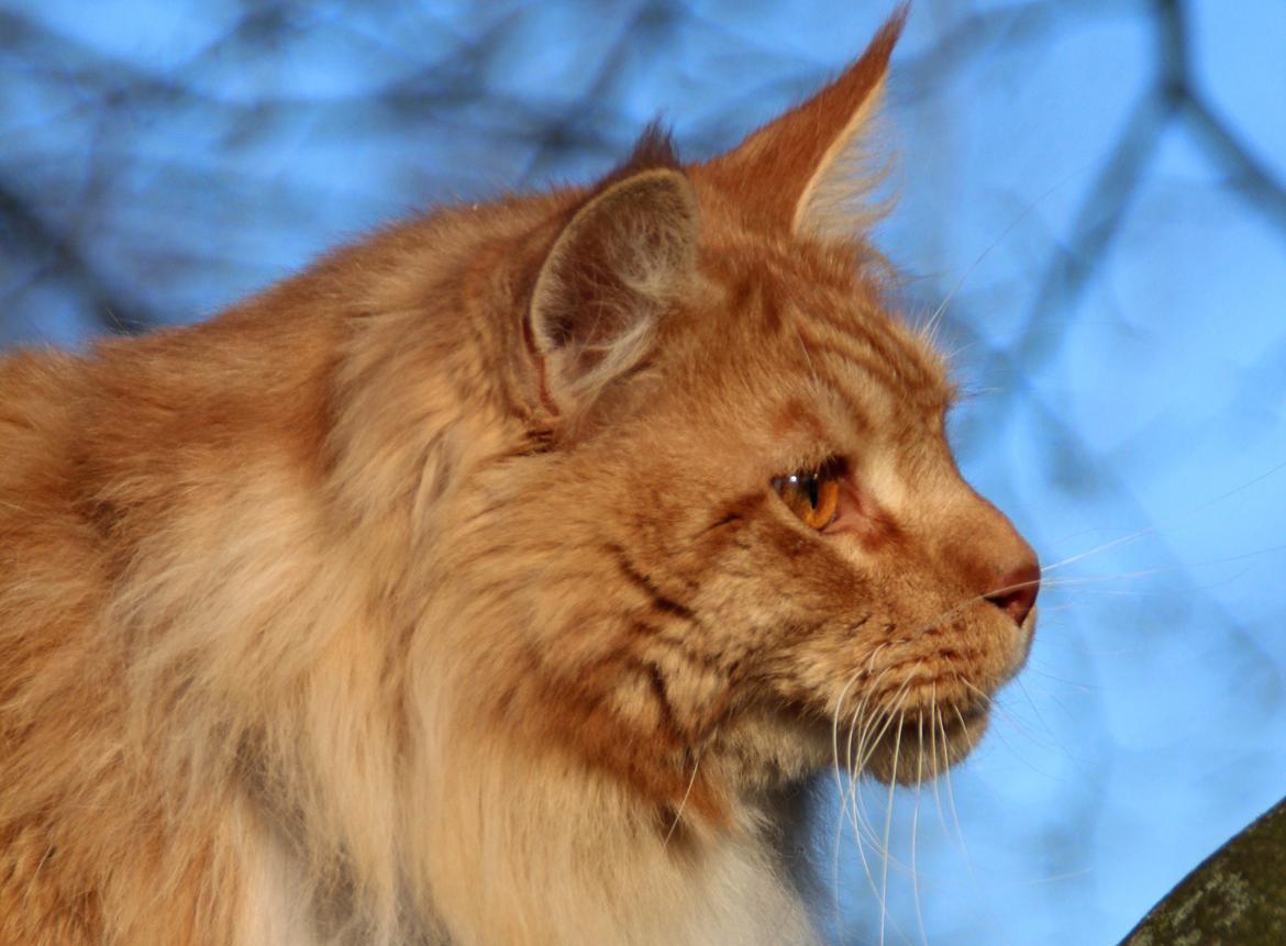 Maine Coon DK Proud Danish Preciouse One billede 20