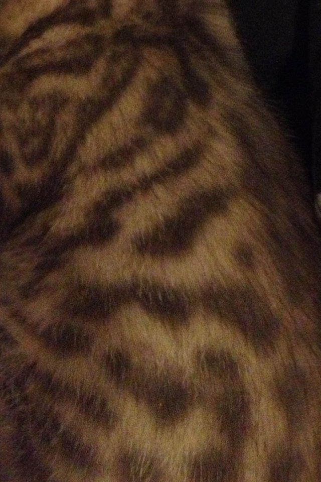 Blanding af racer Sofus - Aftegninger
 billede 9