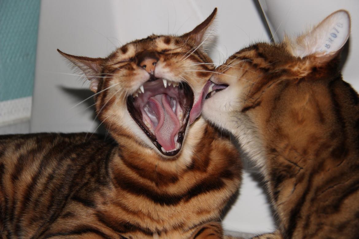 Bengal Chayton - Hahahahahaha :-D
Tror jeg nok han siger her... billede 21