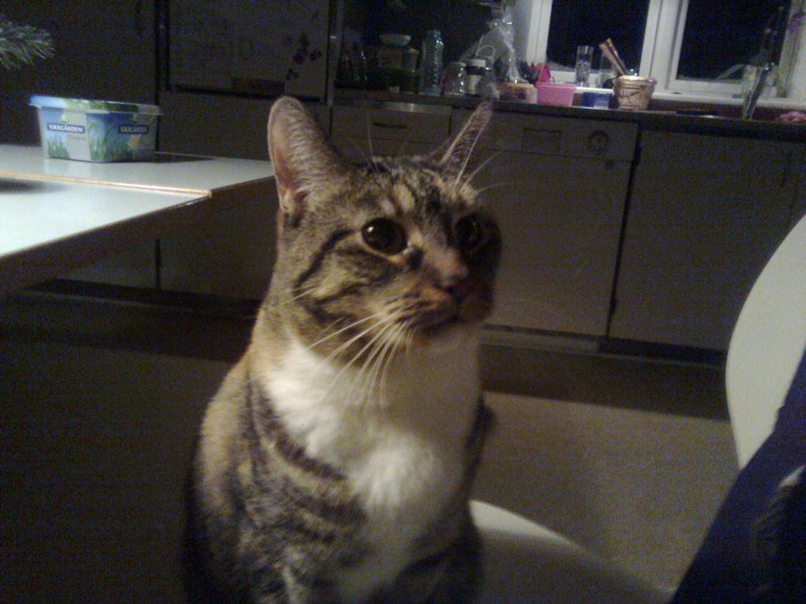 Huskat freja billede 1