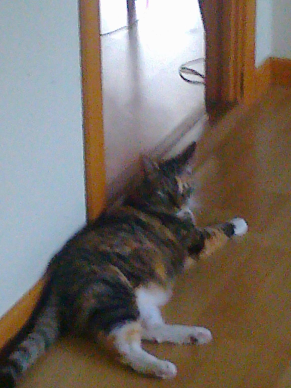 Huskat freja billede 2