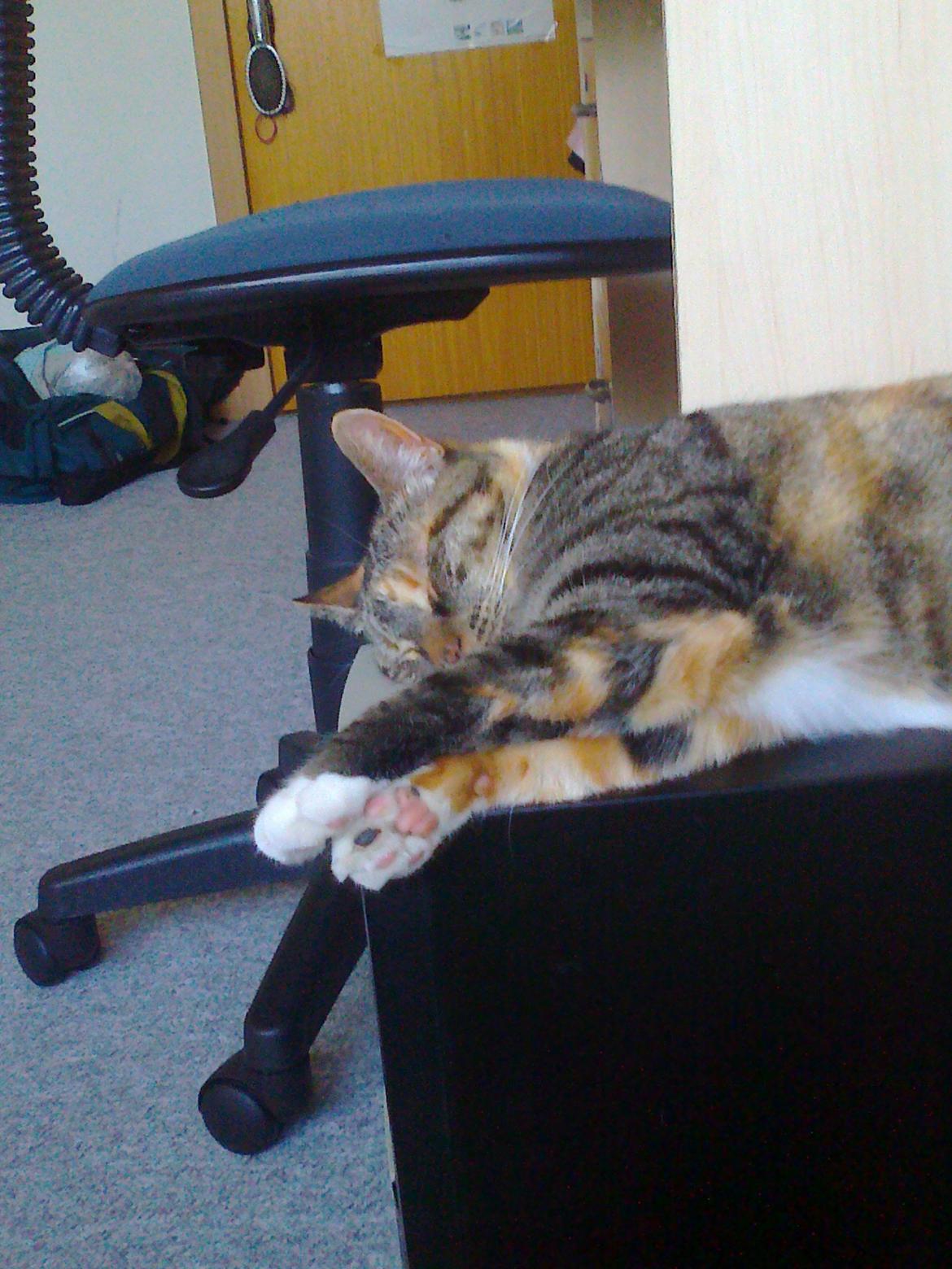 Huskat freja billede 3