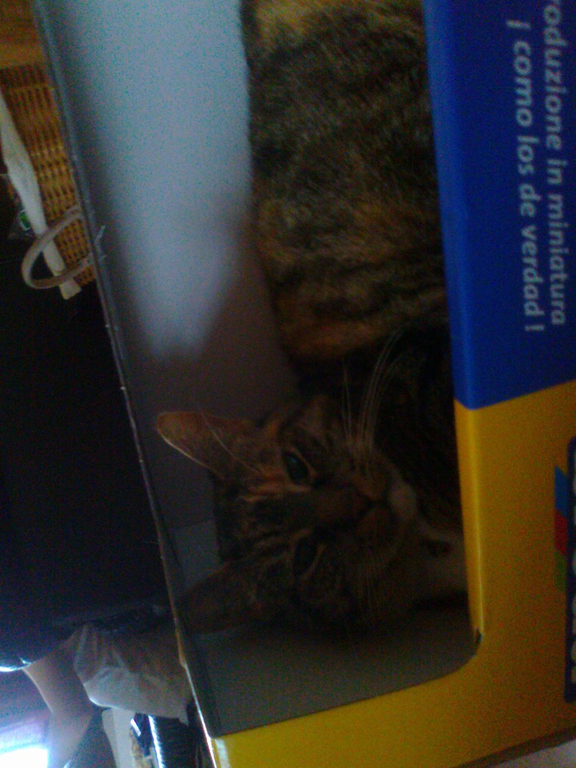 Huskat freja billede 4