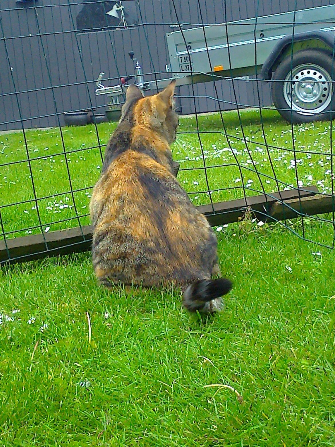 Huskat freja billede 5