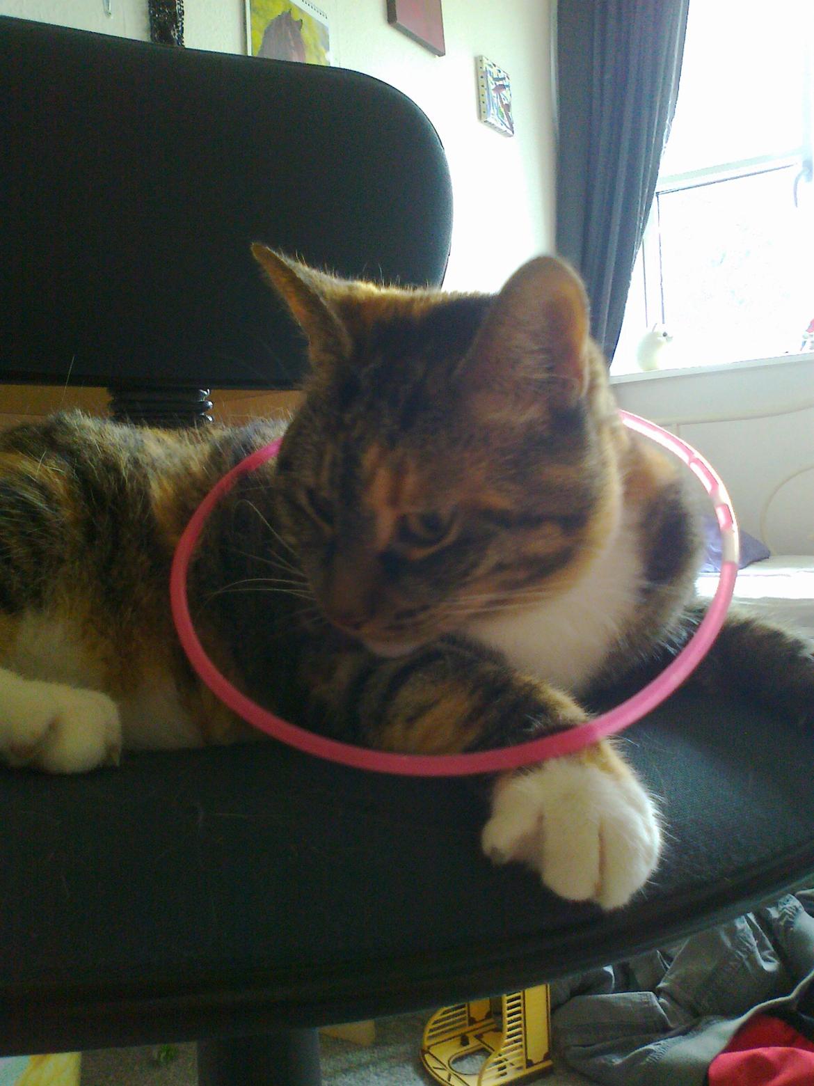 Huskat freja billede 6