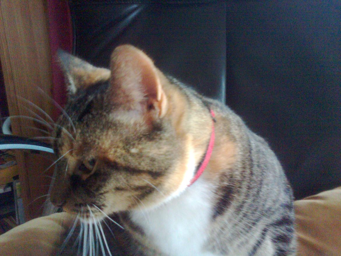 Huskat freja billede 7