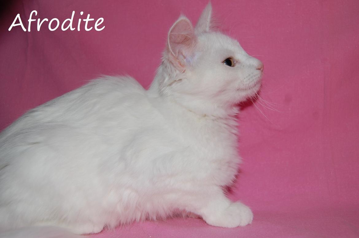 Norsk Skovkat DK Emilline´s Artemis R.I.P 11/04/21 billede 6