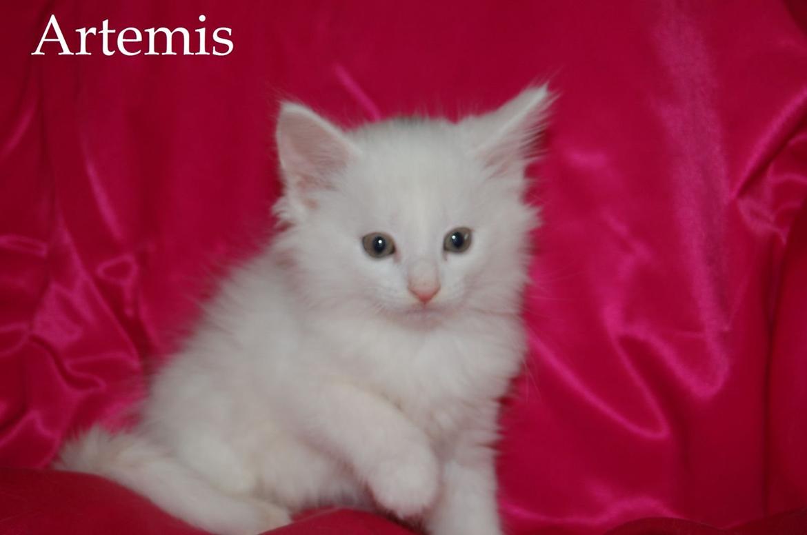 Norsk Skovkat DK Emilline´s Artemis R.I.P 11/04/21 billede 8