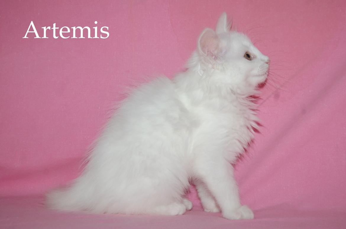 Norsk Skovkat DK Emilline´s Artemis R.I.P 11/04/21 - Athene flytter ind den 14-1-2013 hun 22 uger  billede 5