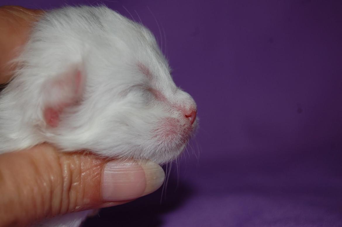 Norsk Skovkat DK Emilline´s Artemis R.I.P 11/04/21 billede 9