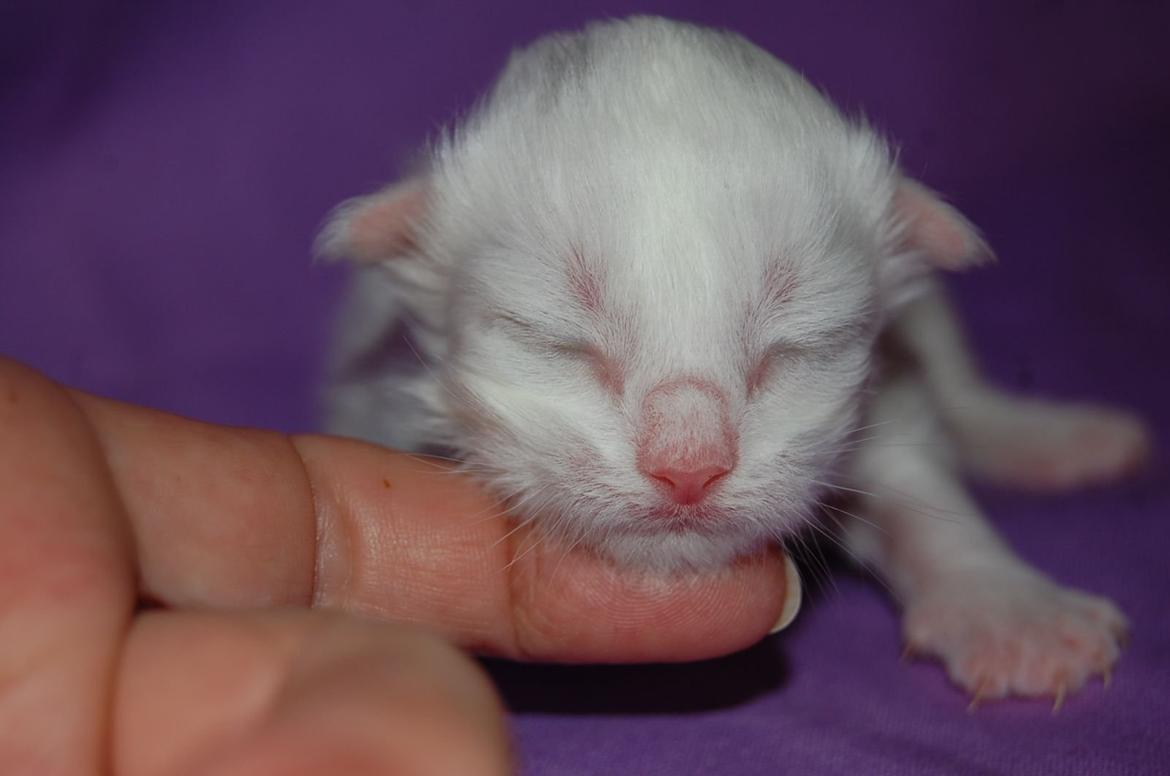 Norsk Skovkat DK Emilline´s Artemis R.I.P 11/04/21 billede 10