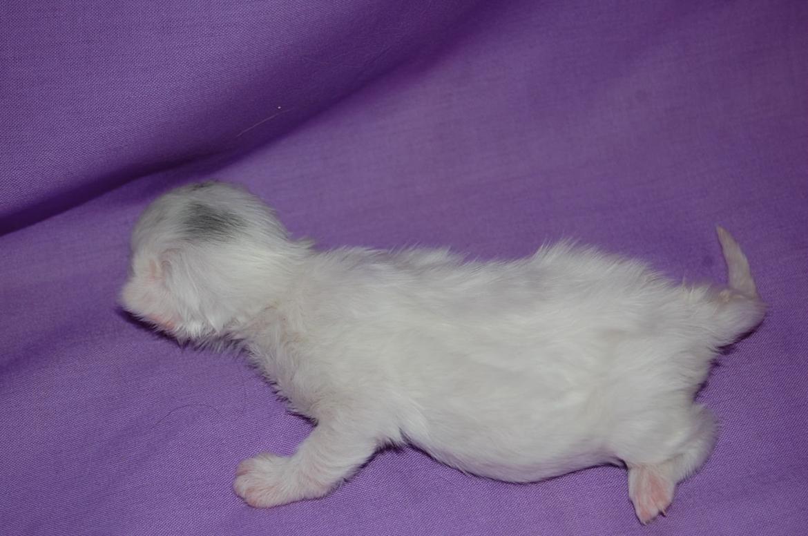 Norsk Skovkat DK Emilline´s Artemis R.I.P 11/04/21 billede 11