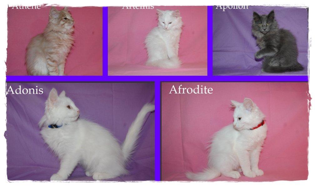 Norsk Skovkat DK Emilline´s Artemis R.I.P 11/04/21 - Athene ud af 5 killing  billede 13