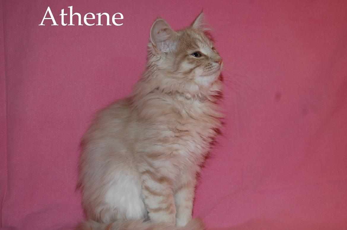 Norsk Skovkat DK Emilline´s Athene R.I.P 10/04/21 - Hun flytte ind til os mandag den 14-1 -2013 hun 22 uger  vi glæder os helt vildt  billede 5