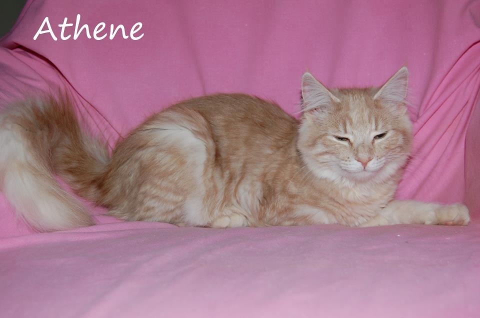 Norsk Skovkat DK Emilline´s Athene R.I.P 10/04/21 billede 7