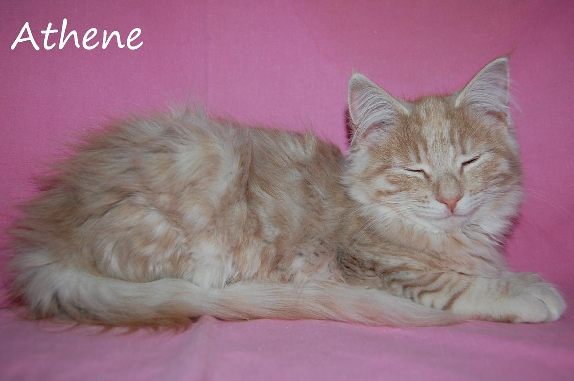 Norsk Skovkat DK Emilline´s Athene R.I.P 10/04/21 billede 8